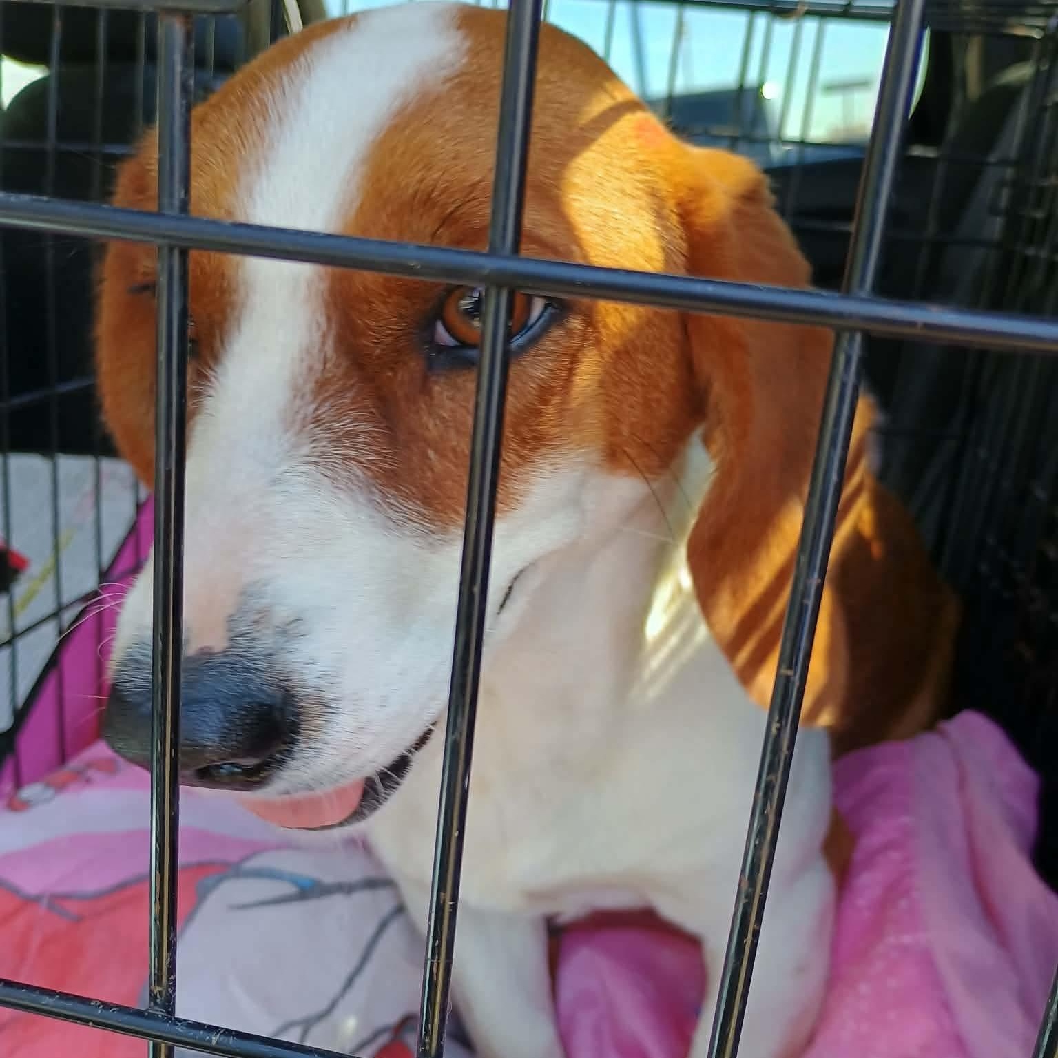 Enlarge Charmin, a ADOPTABLE mixed breed in Glenolden, PA image 5/6