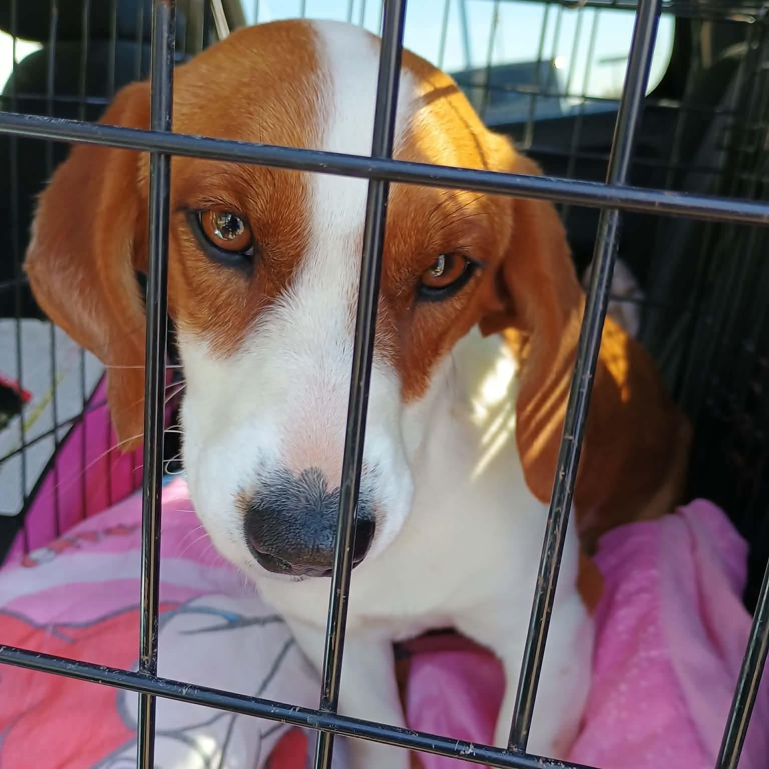 Enlarge Charmin, a ADOPTABLE mixed breed in Glenolden, PA image 4/6