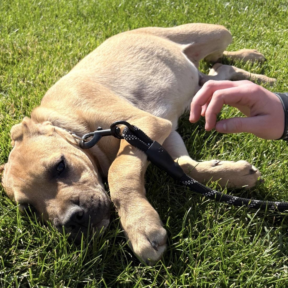 Blackberry, a Adoptable mixed breed in Crest Hill, IL image 2/6