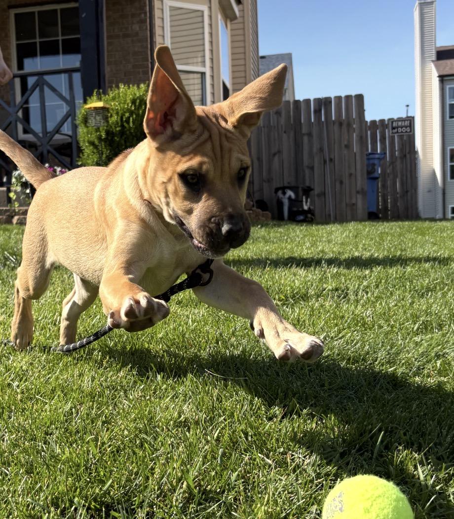 Blackberry, a Adoptable mixed breed in Crest Hill, IL image 4/6