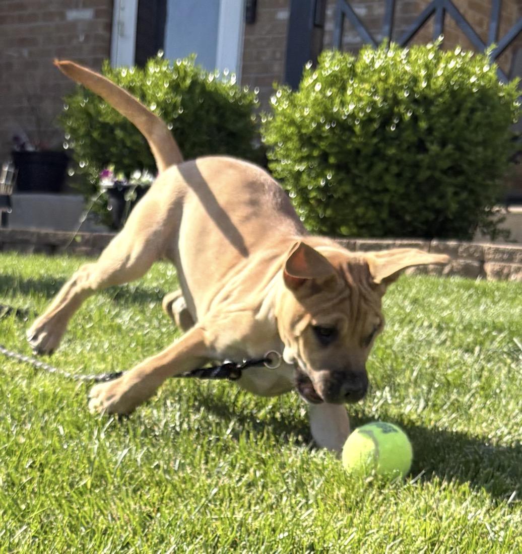 Blackberry, a Adoptable mixed breed in Crest Hill, IL image 5/6