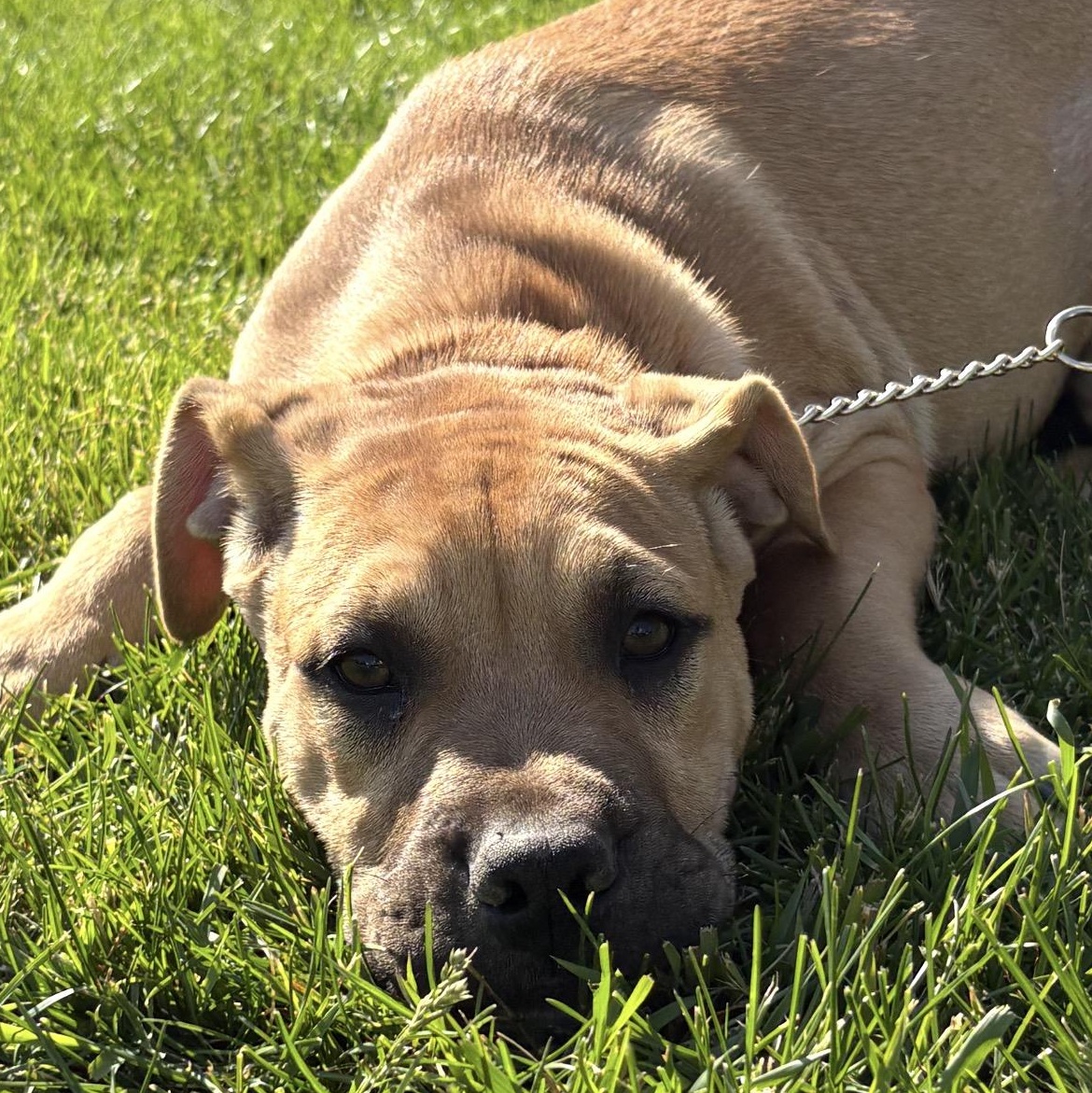 Blackberry, Adoptable, Young Male Boxer.