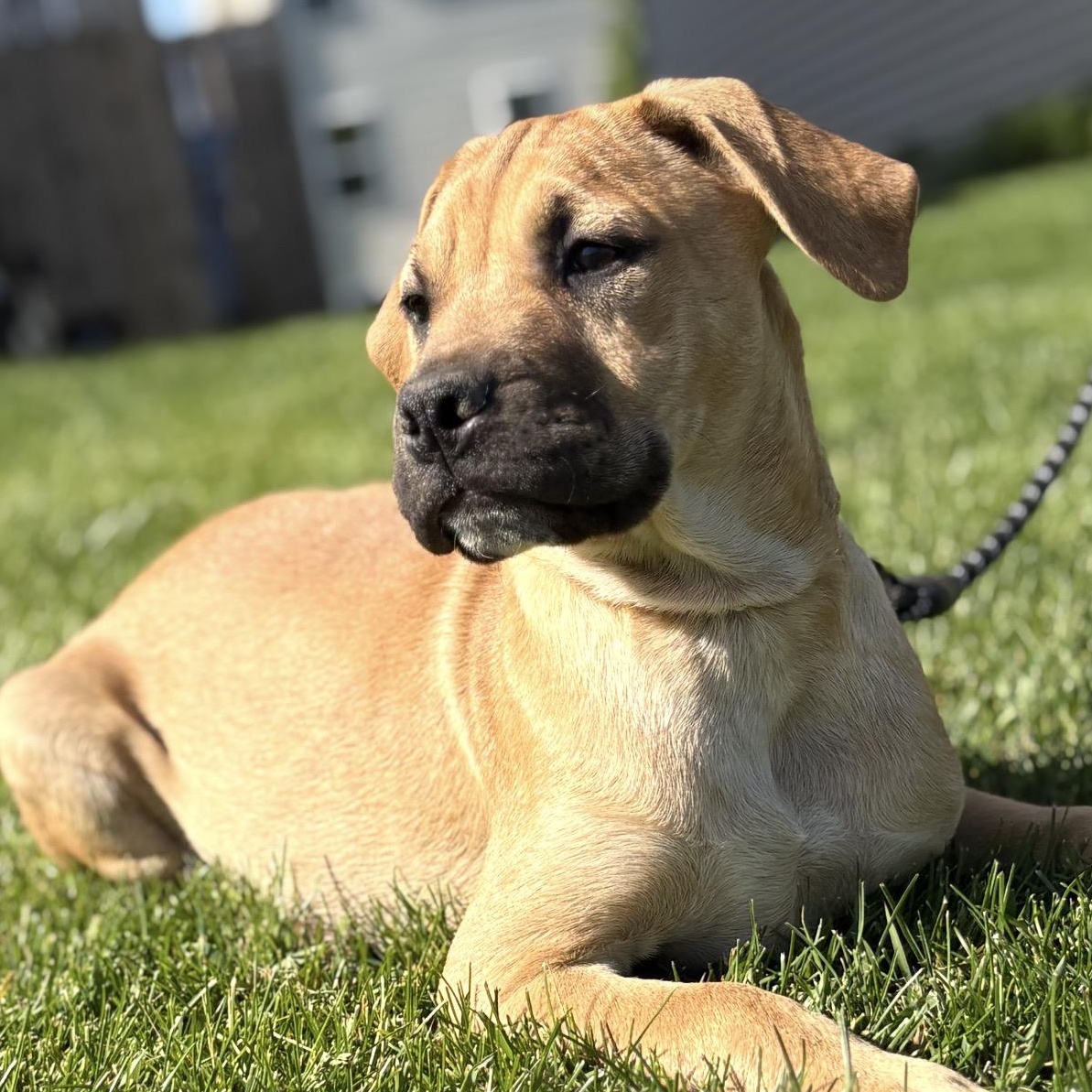 Blackberry, a Adoptable mixed breed in Crest Hill, IL image 6/6