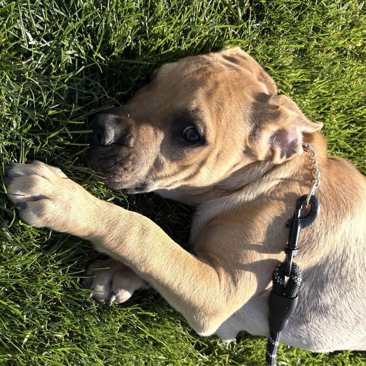 Blackberry, a Adoptable mixed breed in Crest Hill, IL image 3/6