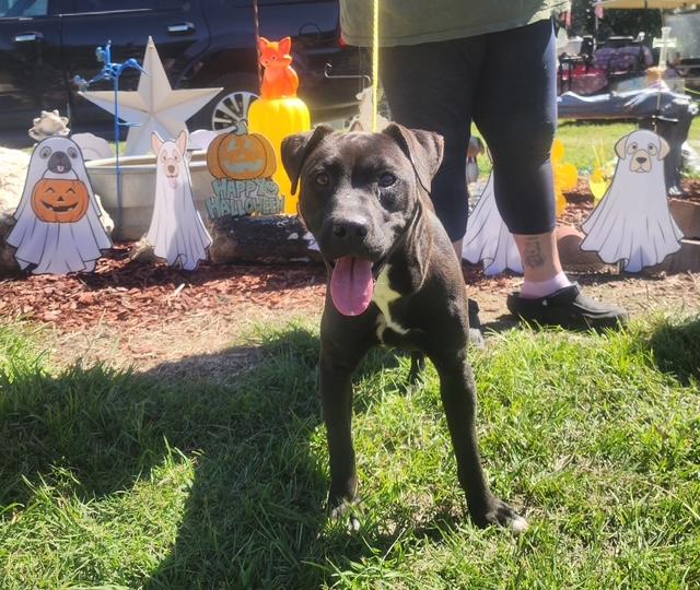 Shelby, Adoptable, Young Female Labrador Retriever.