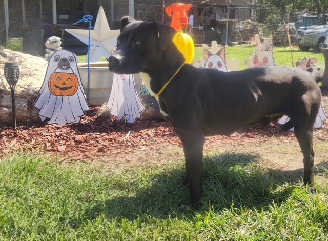 Enlarge Shelby, a Adoptable mixed breed in Manhasset, NY image 2/4