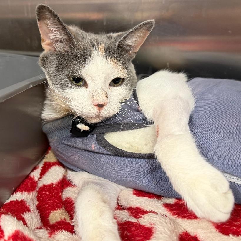 Toe Beans, Adoptable, Adult Female Domestic Short Hair.