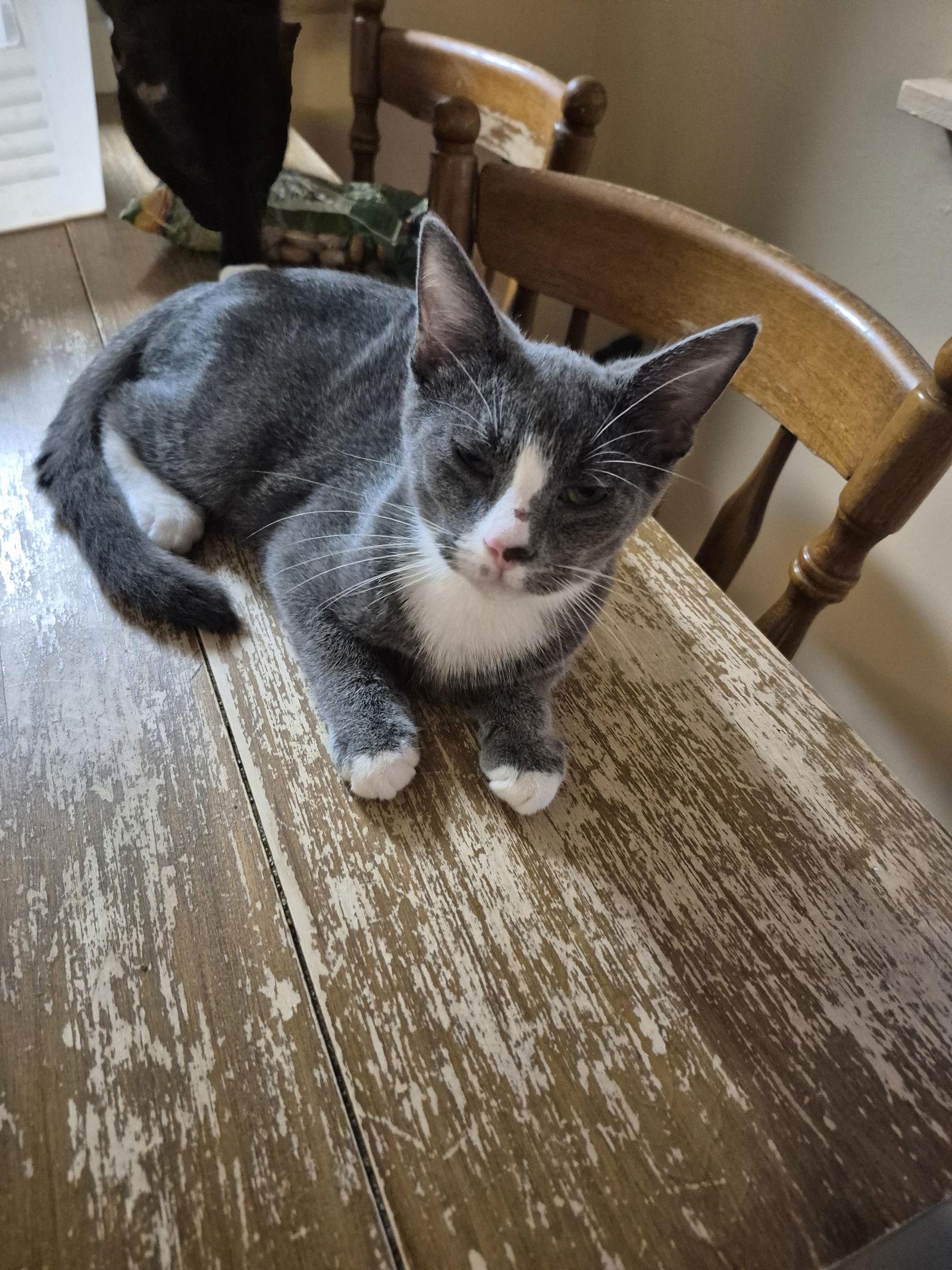 Enlarge Chunk  (25-065), a Adoptable Domestic Short Hair in Ocean Pines, MD image 1/1