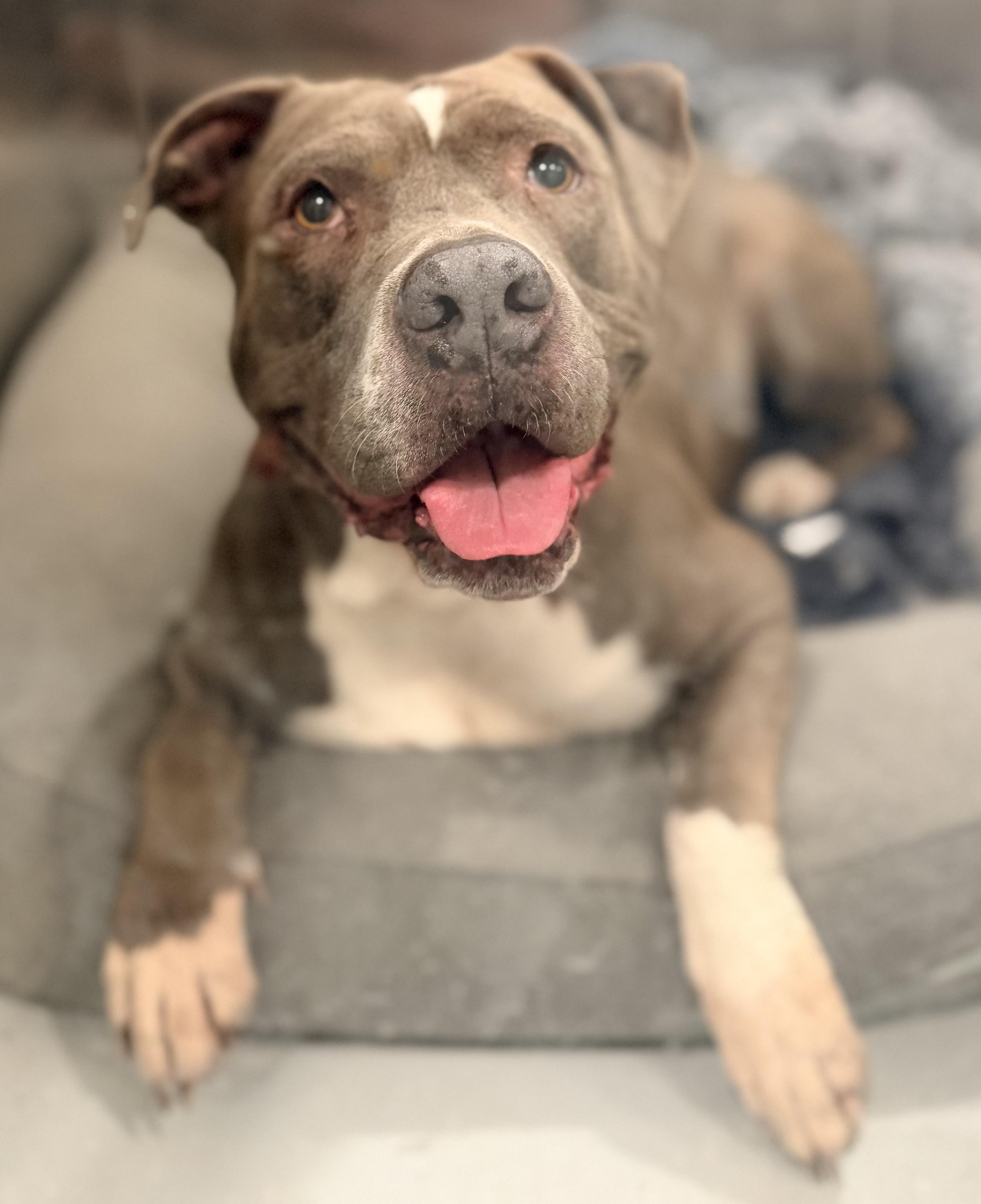 Enlarge Pearl, a ADOPTABLE mixed breed in Brooks, ME image 1/3