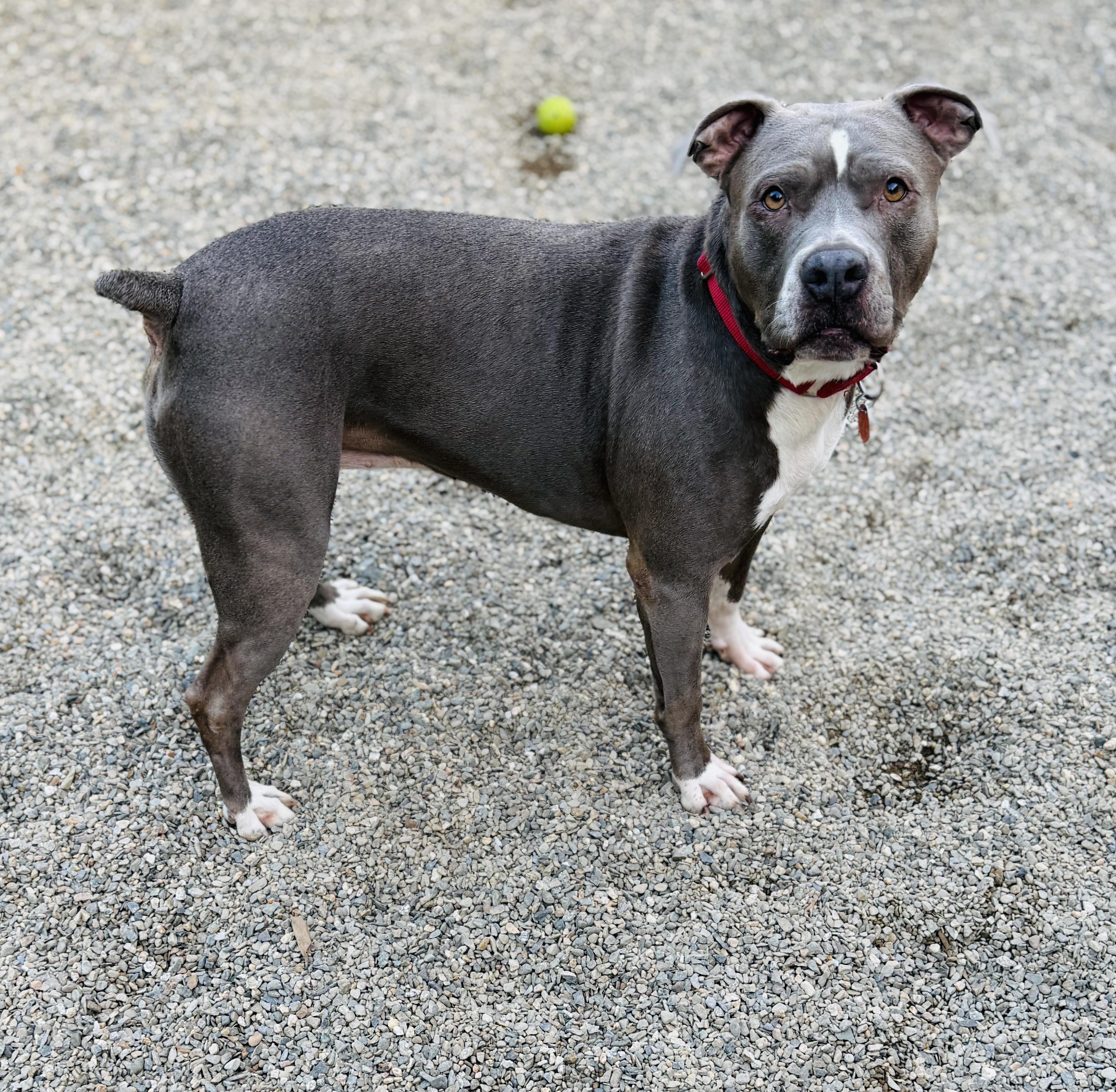 Pearl, a ADOPTABLE mixed breed in Brooks, ME image 4/5