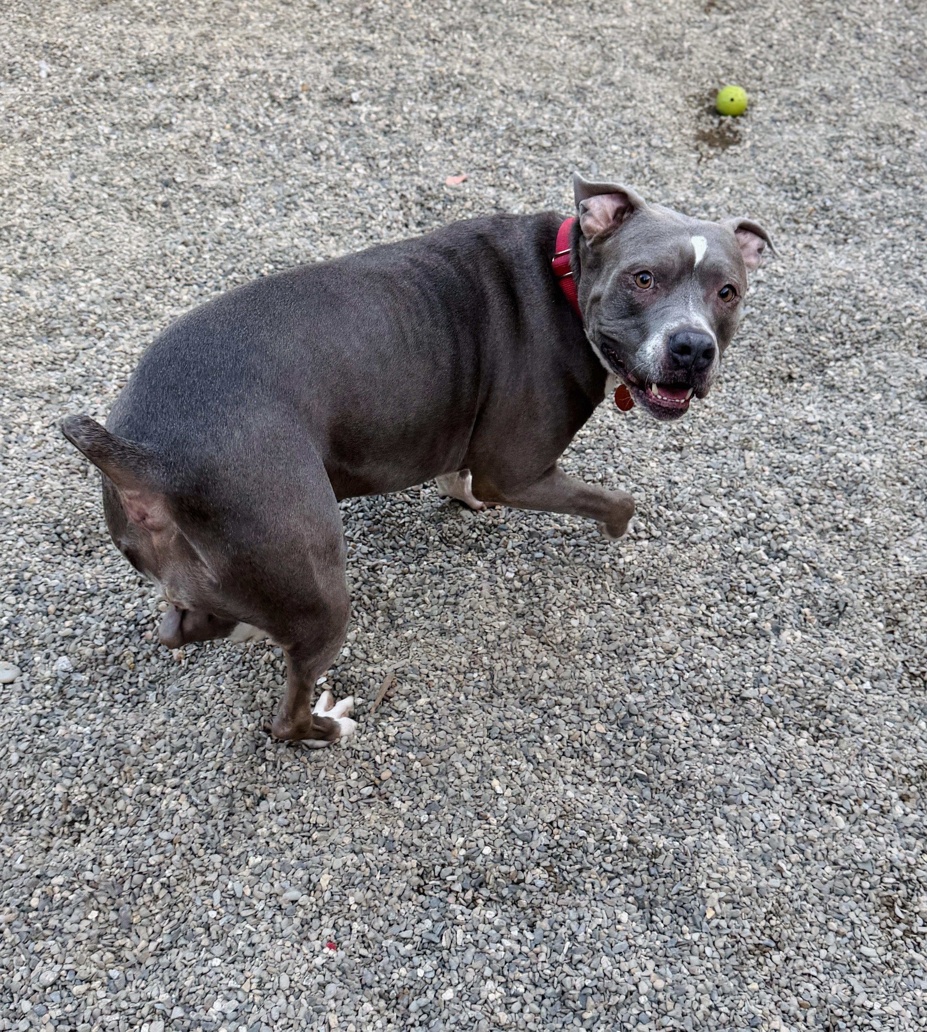 Pearl, a ADOPTABLE mixed breed in Brooks, ME image 5/5