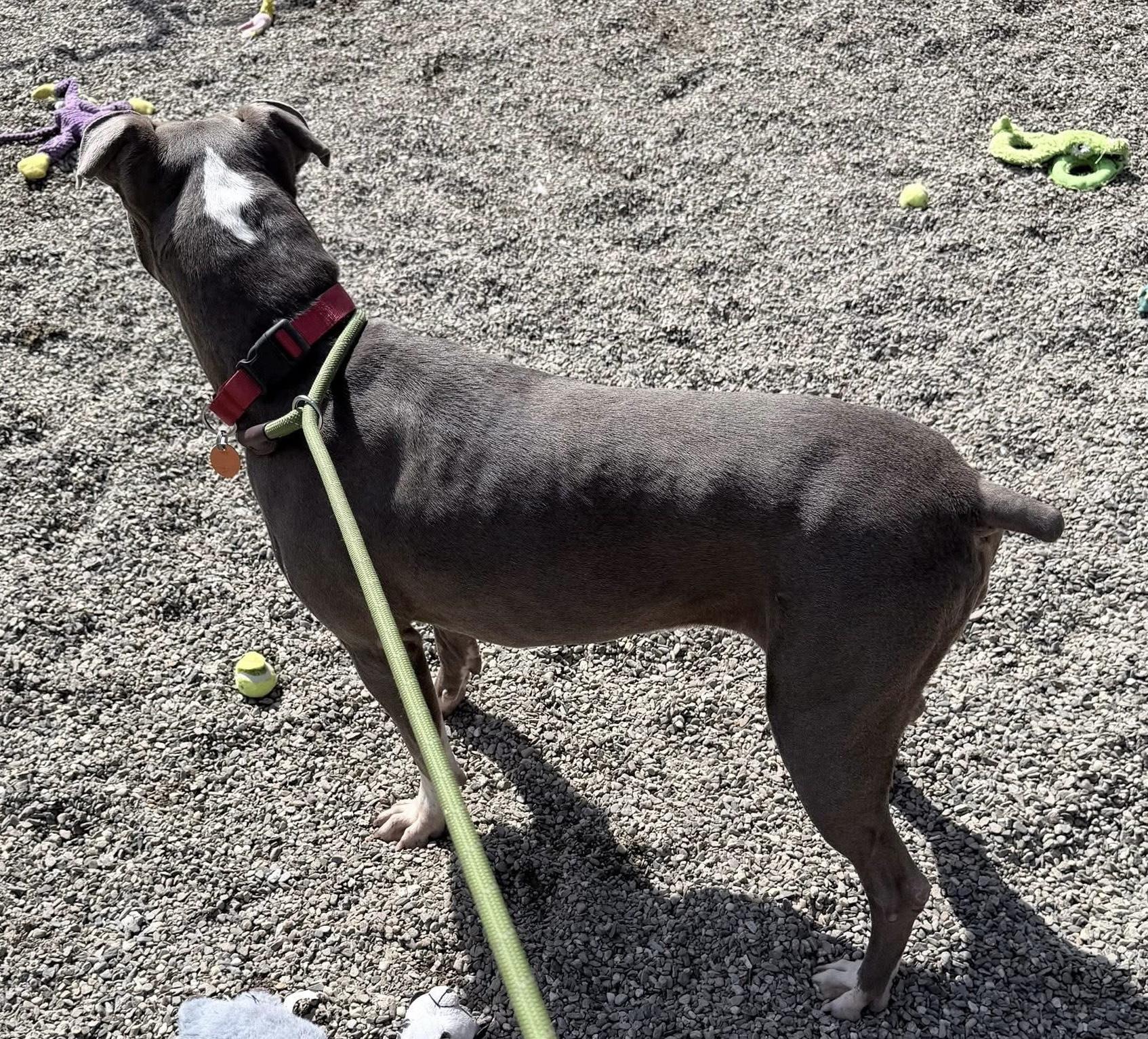 Enlarge Pearl, a ADOPTABLE mixed breed in Brooks, ME image 2/3