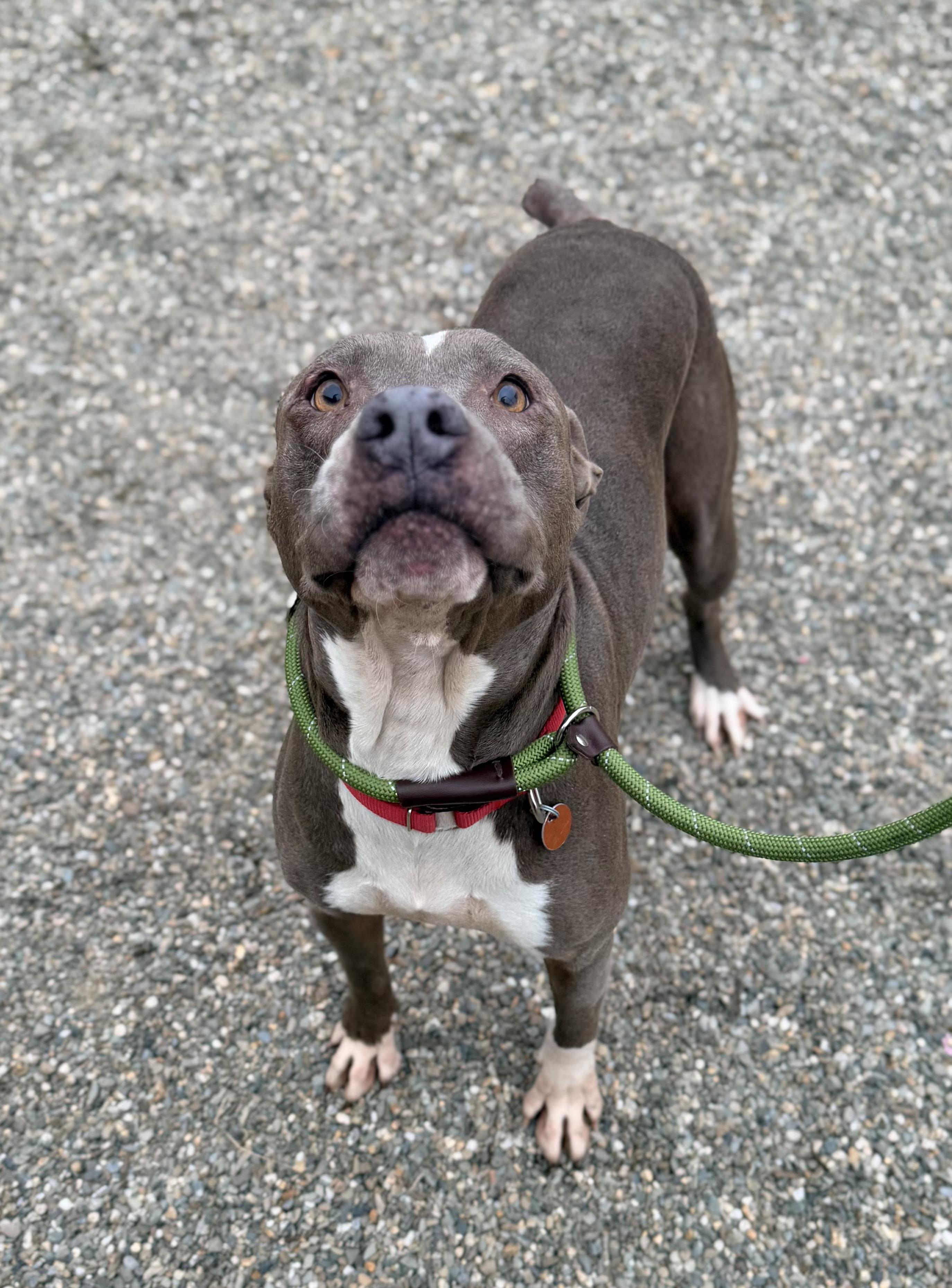 Enlarge Pearl, a ADOPTABLE mixed breed in Brooks, ME image 3/3