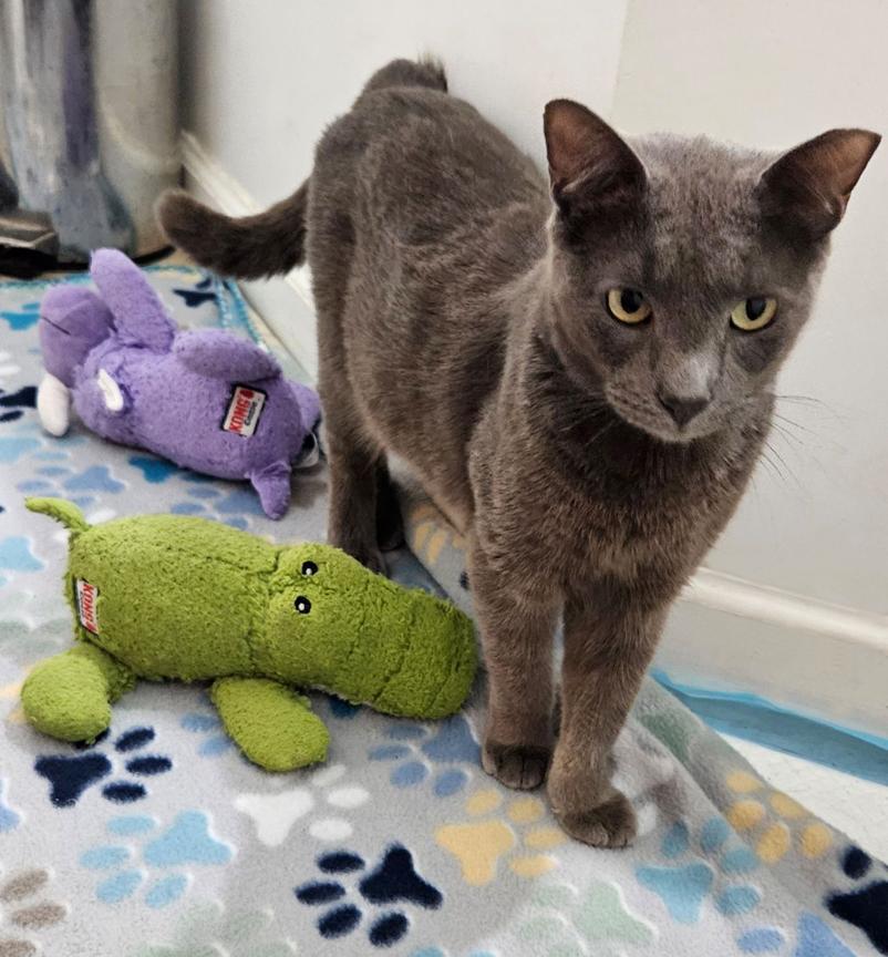 Enlarge Bonnie, the Sweetest Boy, a ADOPTABLE Russian Blue in Metairie, LA image 4/6