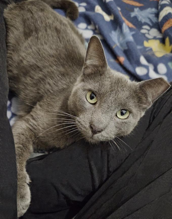 Bonnie, the Sweetest Boy, ADOPTABLE, Adult Male Russian Blue.