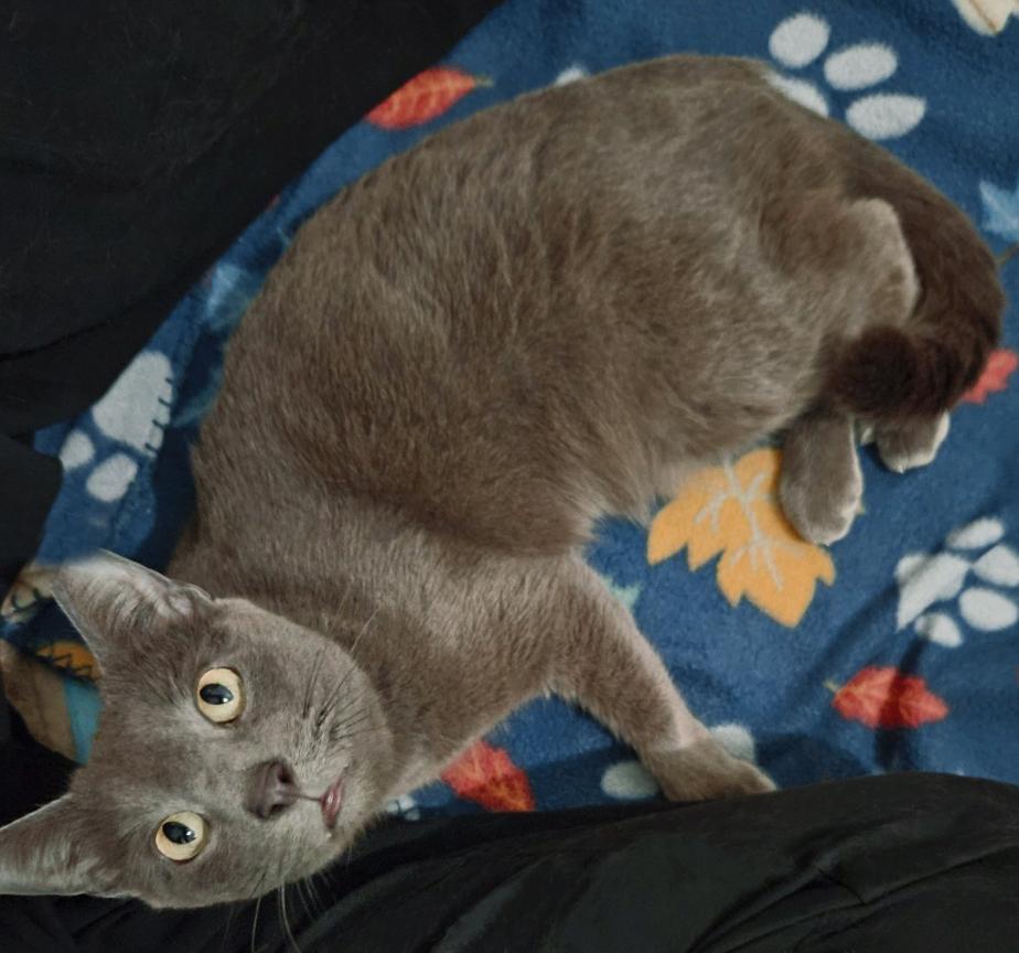 Enlarge Bonnie, the Sweetest Boy, a ADOPTABLE Russian Blue in Metairie, LA image 6/6