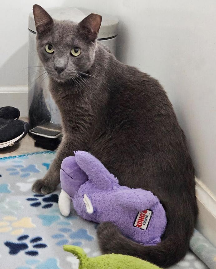 Enlarge Bonnie, the Sweetest Boy, a ADOPTABLE Russian Blue in Metairie, LA image 2/6