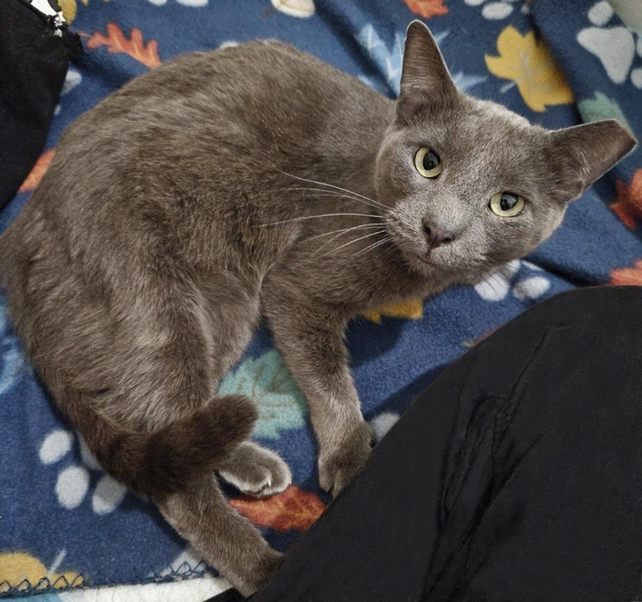 Enlarge Bonnie, the Sweetest Boy, a ADOPTABLE Russian Blue in Metairie, LA image 3/6