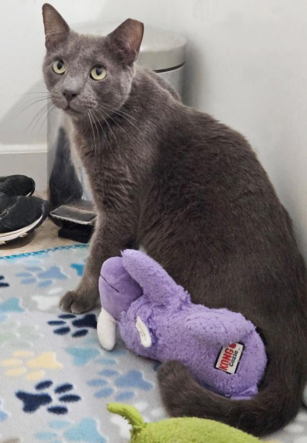 Enlarge Bonnie, the Sweetest Boy, a ADOPTABLE Russian Blue in Metairie, LA image 5/6