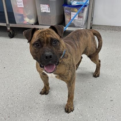 Lago, Adoptable, Adult Male Pit Bull Terrier.