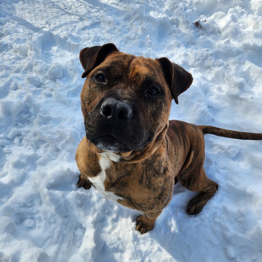 Enlarge Lago, a Adoptable mixed breed in Indianapolis, IN image 2/5