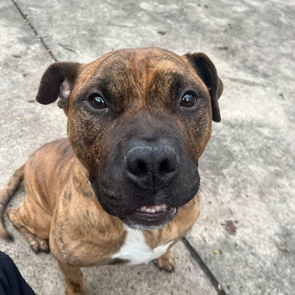 Enlarge Lago, a Adoptable mixed breed in Indianapolis, IN image 2/2