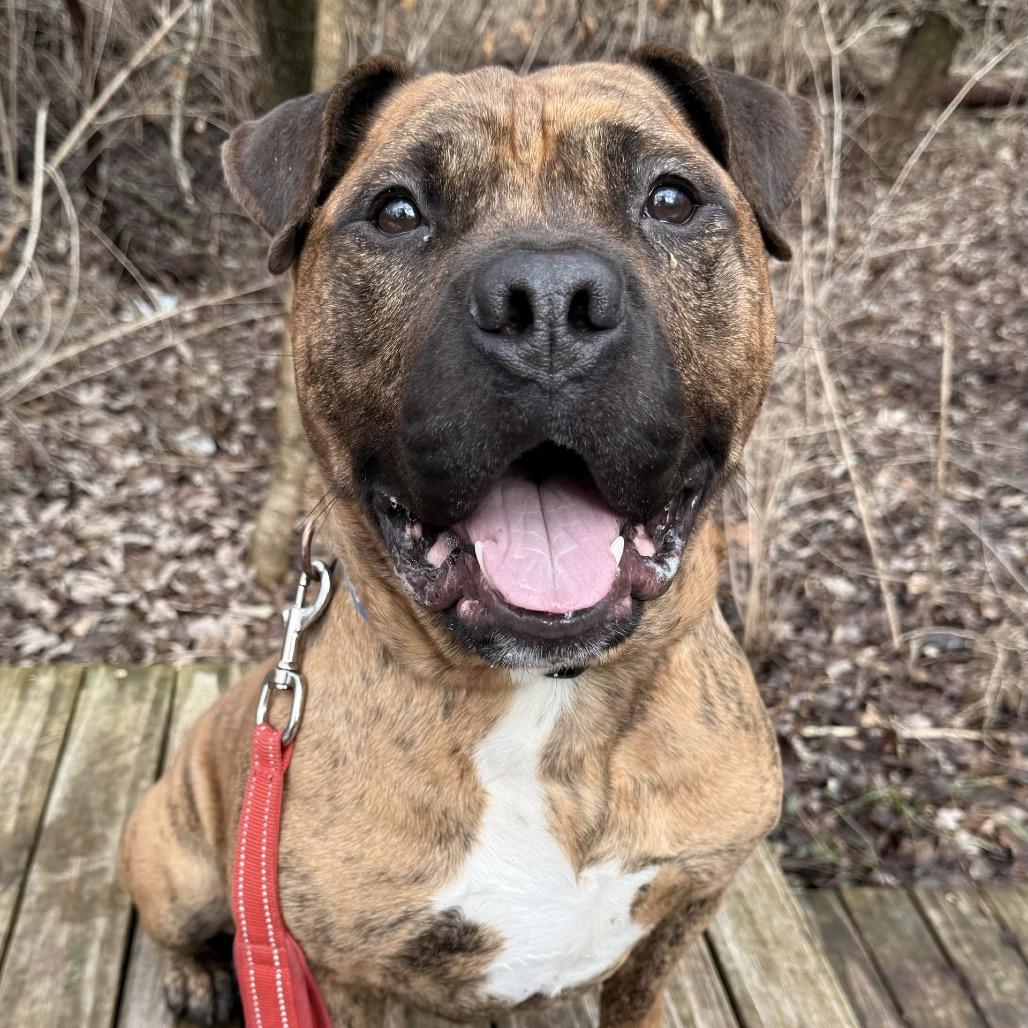 Enlarge Lago, a Adoptable mixed breed in Indianapolis, IN image 5/5