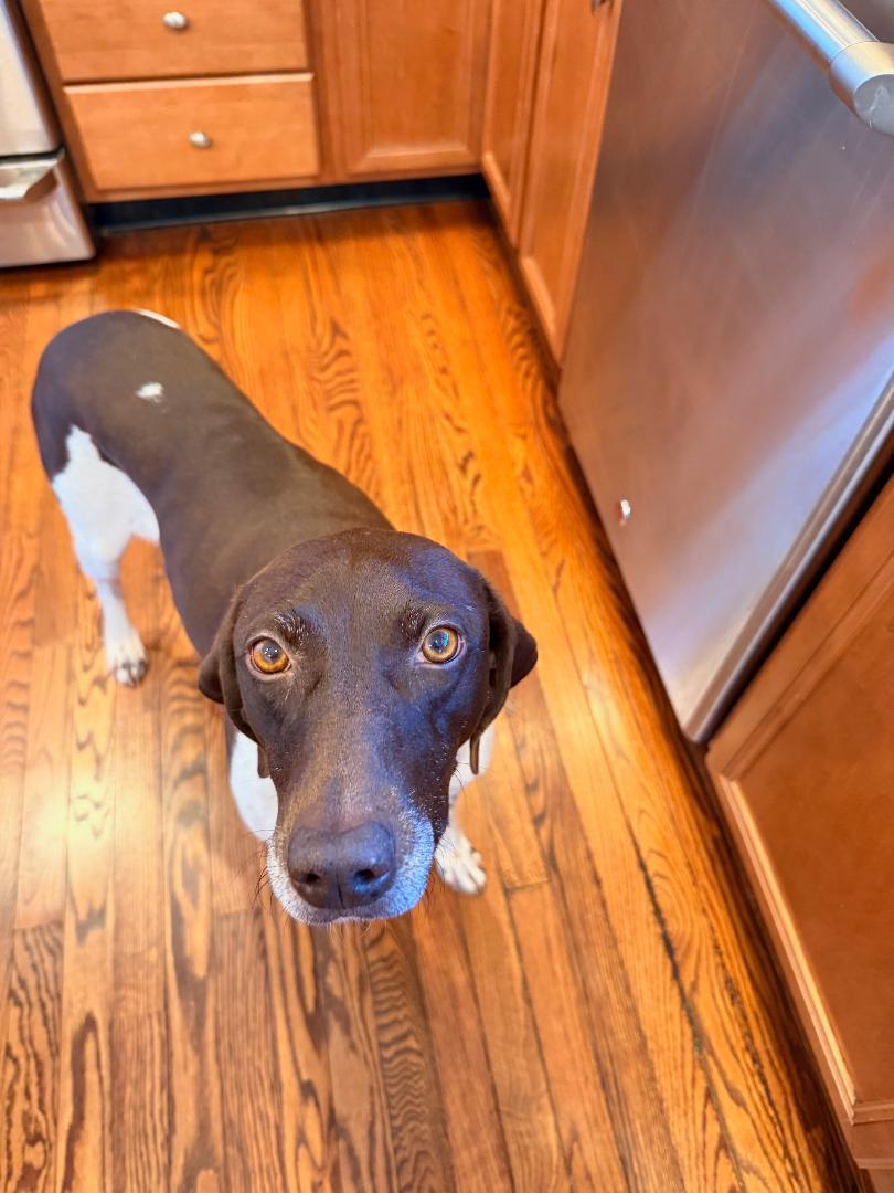 Enlarge Lucy , a ADOPTABLE German Shorthaired Pointer in Oak Ridge, NJ image 1/5