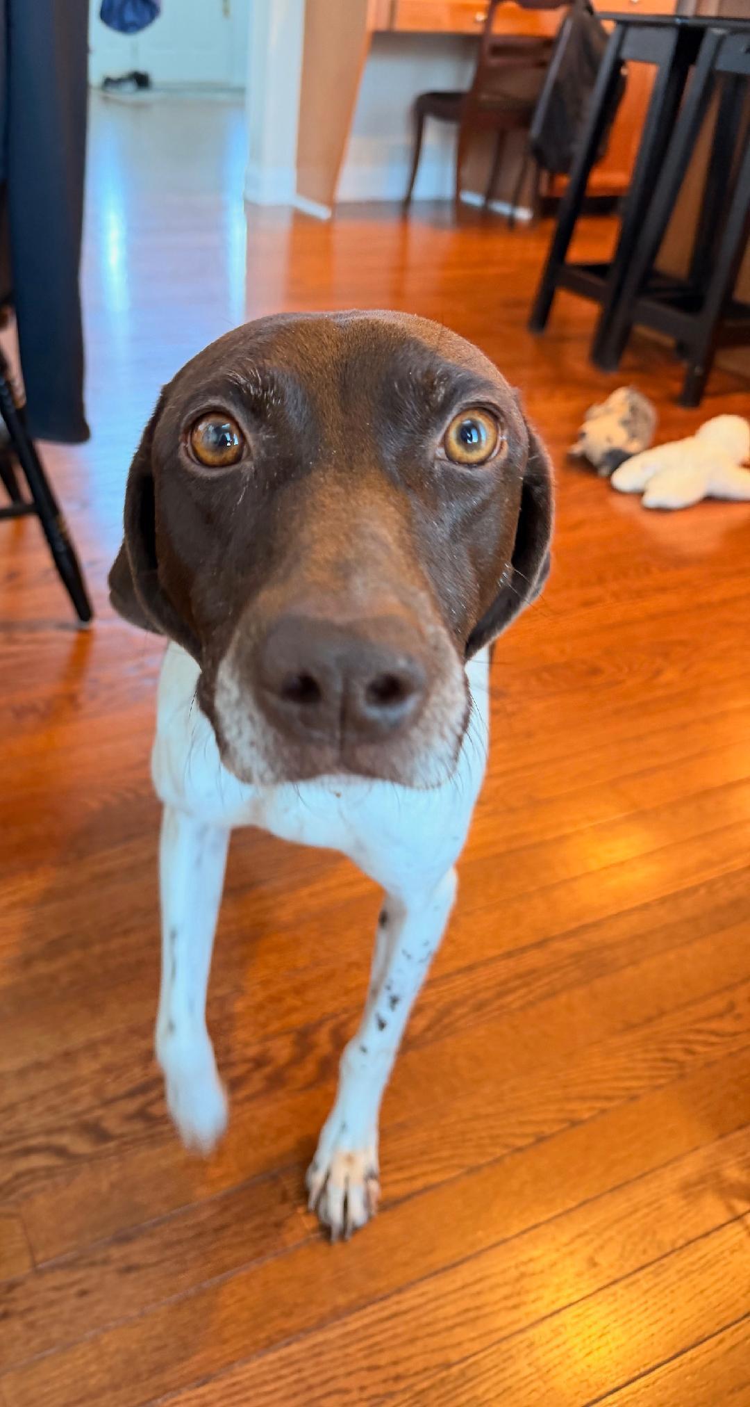 Enlarge Lucy , a ADOPTABLE German Shorthaired Pointer in Oak Ridge, NJ image 2/5