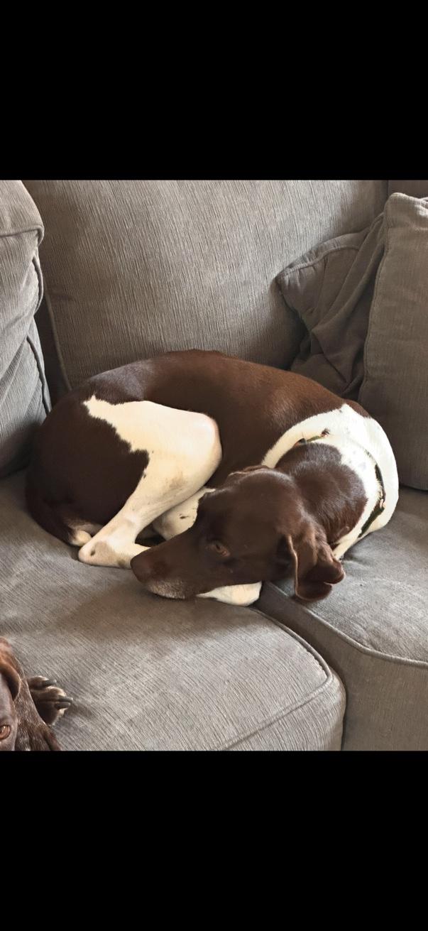 Enlarge Lucy , a ADOPTABLE German Shorthaired Pointer in Oak Ridge, NJ image 3/5