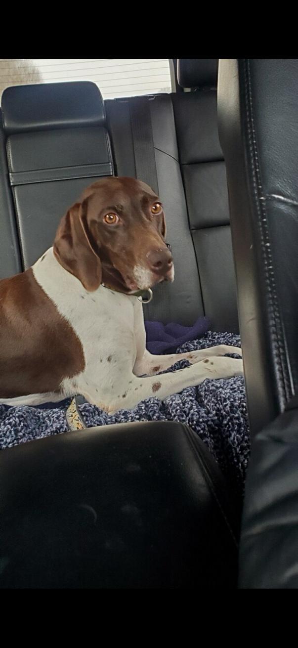 Enlarge Lucy , a ADOPTABLE German Shorthaired Pointer in Oak Ridge, NJ image 4/5