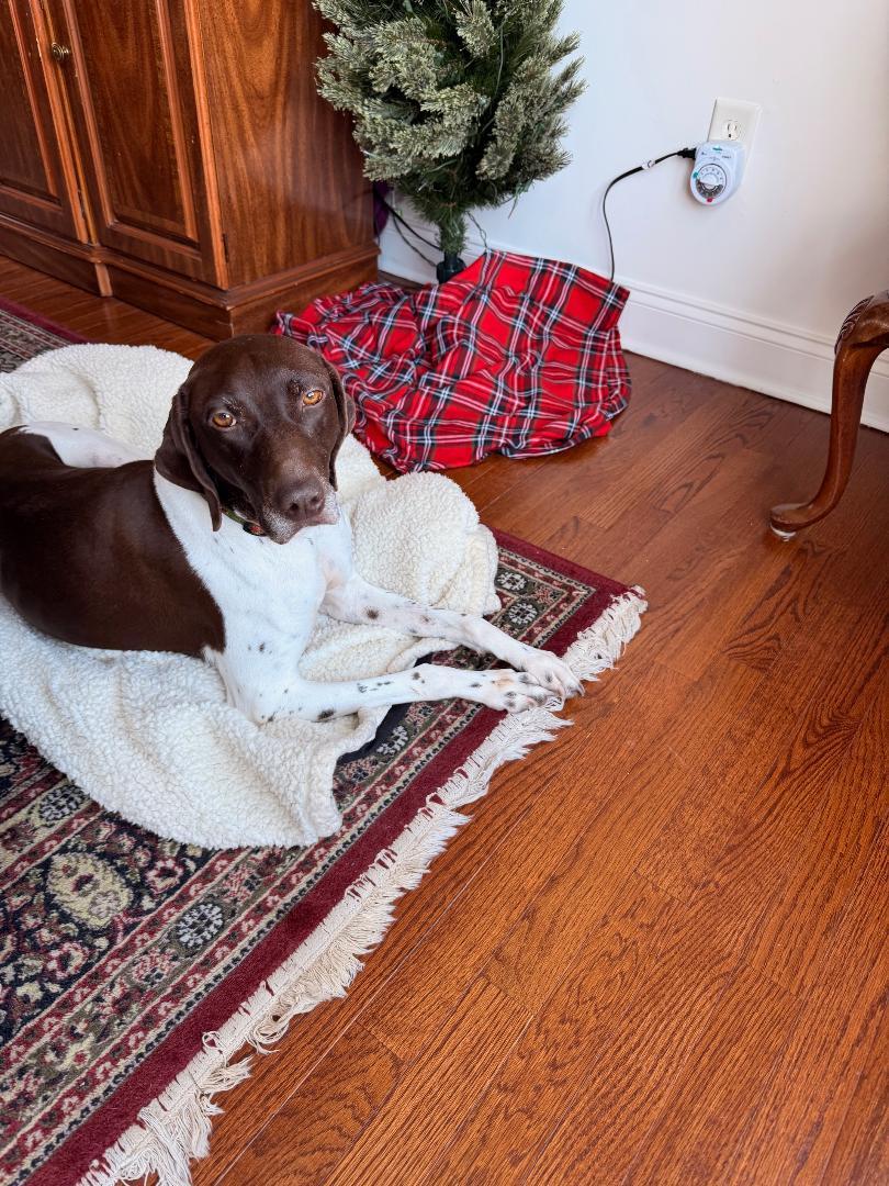 Enlarge Lucy , a ADOPTABLE German Shorthaired Pointer in Oak Ridge, NJ image 5/5