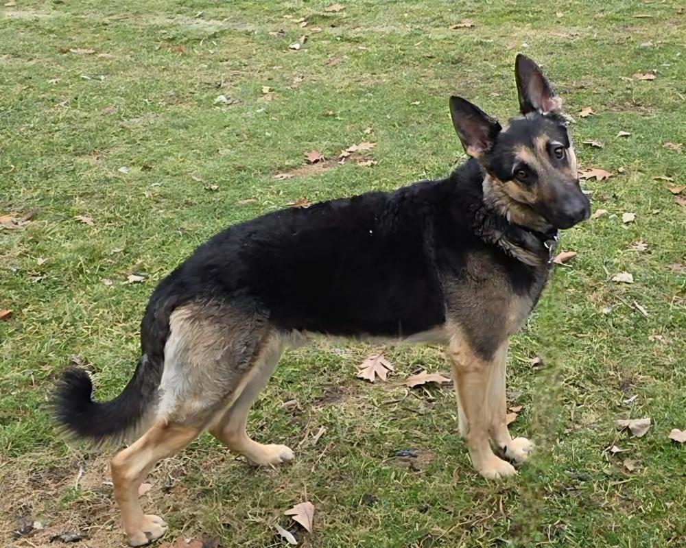 Oakley, Adoptable, Young Male German Shepherd Dog.