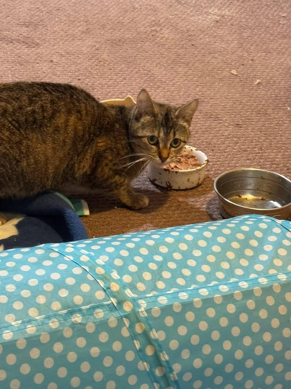 Marcie ADOPTION FEE WAIVED with approved application, a Adoptable Domestic Short Hair in Enfield, CT image 2/2
