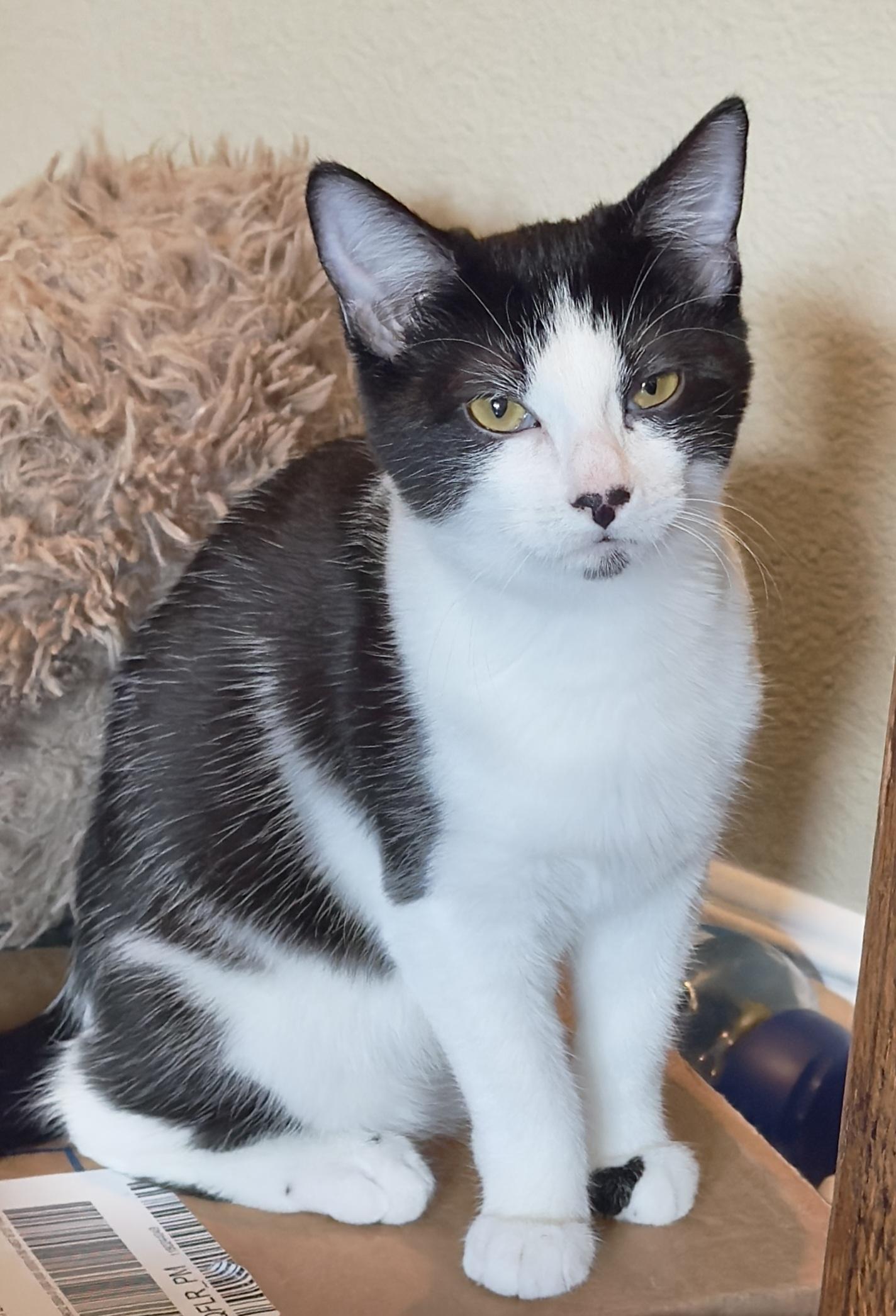 Enlarge Hopscotch, a Adoptable Domestic Medium Hair in Irvine, CA image 1/6