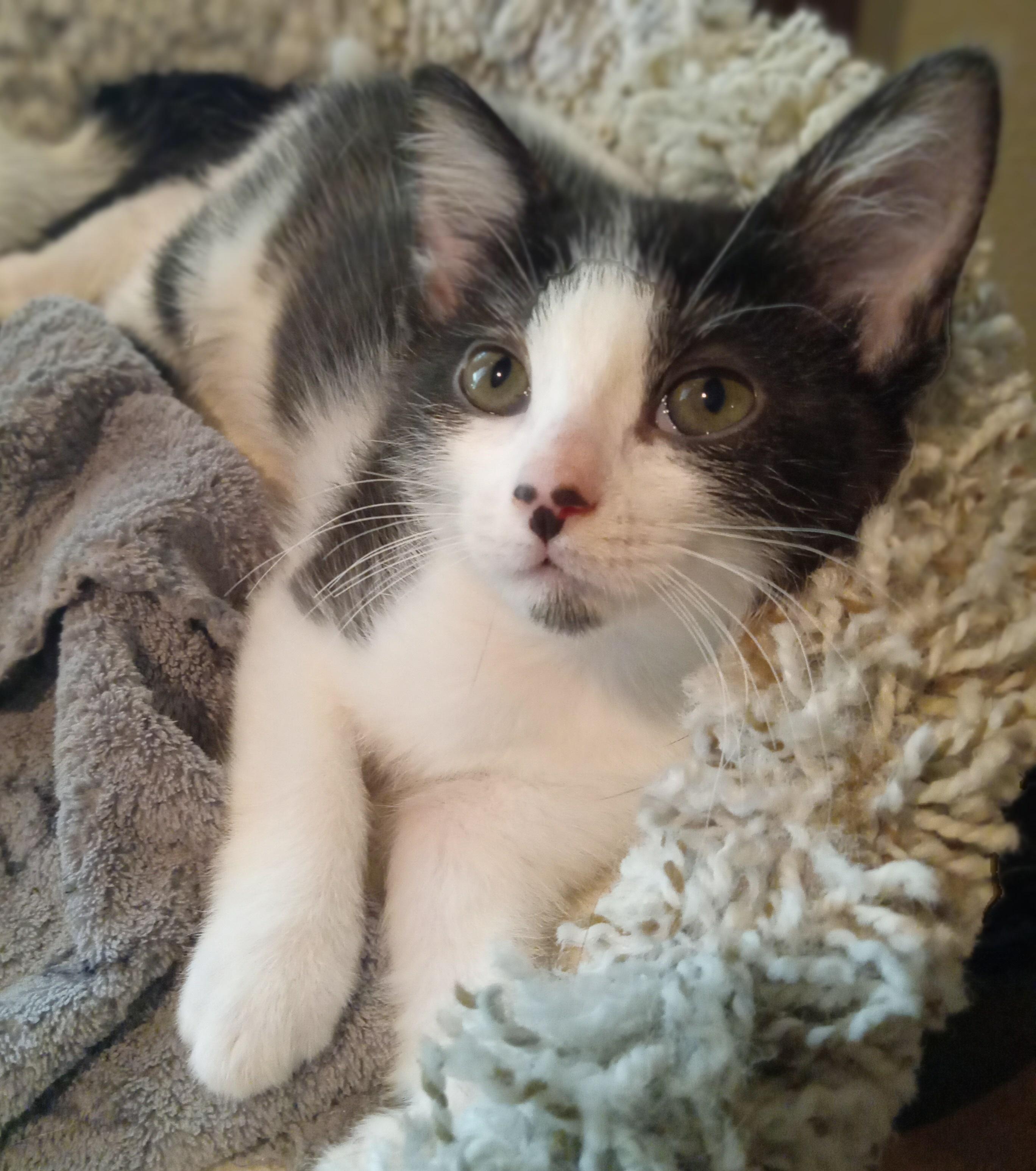 Enlarge Hopscotch, a Adoptable Domestic Medium Hair in Irvine, CA image 6/6