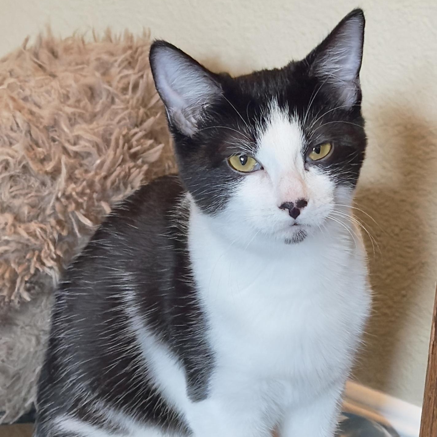 Hopscotch, Adoptable, Kitten Male Domestic Medium Hair.