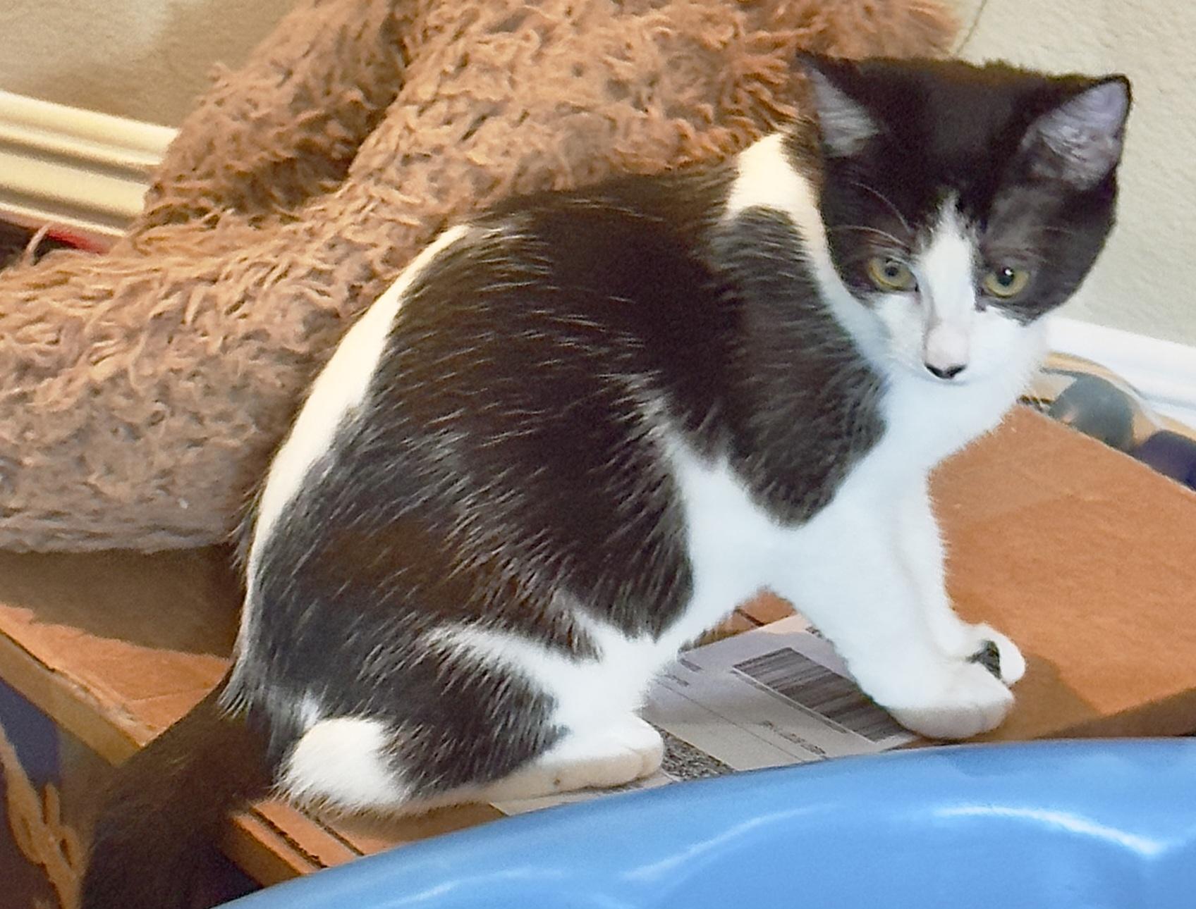 Enlarge Hopscotch, a Adoptable Domestic Medium Hair in Irvine, CA image 3/6