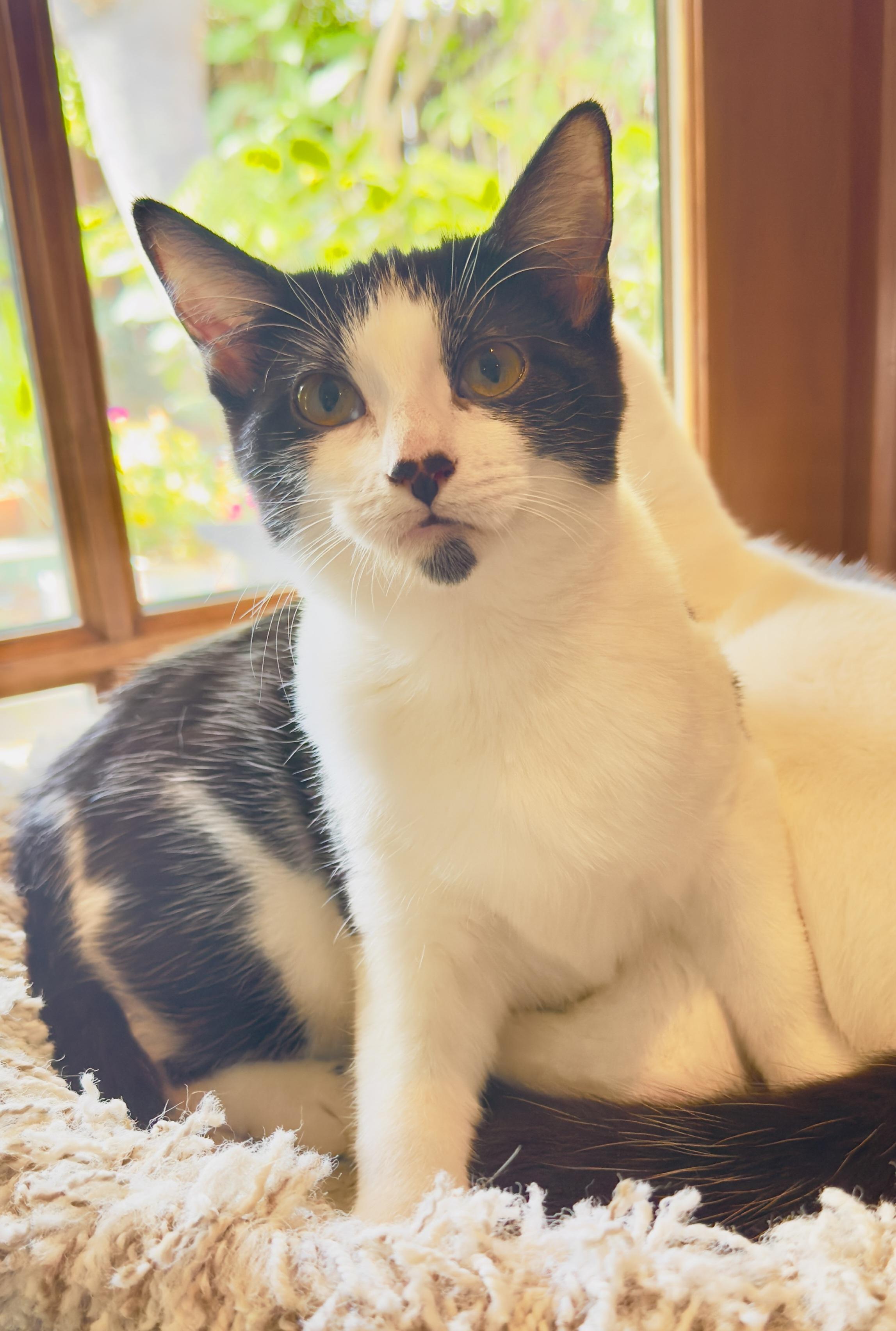 Enlarge Hopscotch, a Adoptable Domestic Medium Hair in Irvine, CA image 5/6