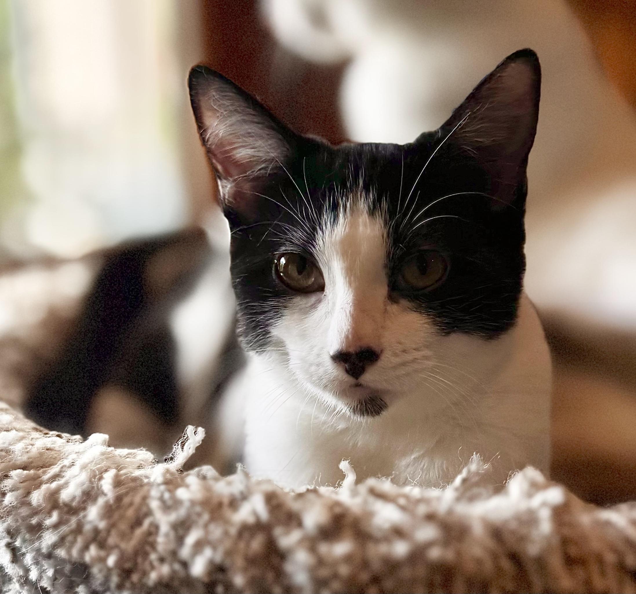 Enlarge Hopscotch, a Adoptable Domestic Medium Hair in Irvine, CA image 4/6