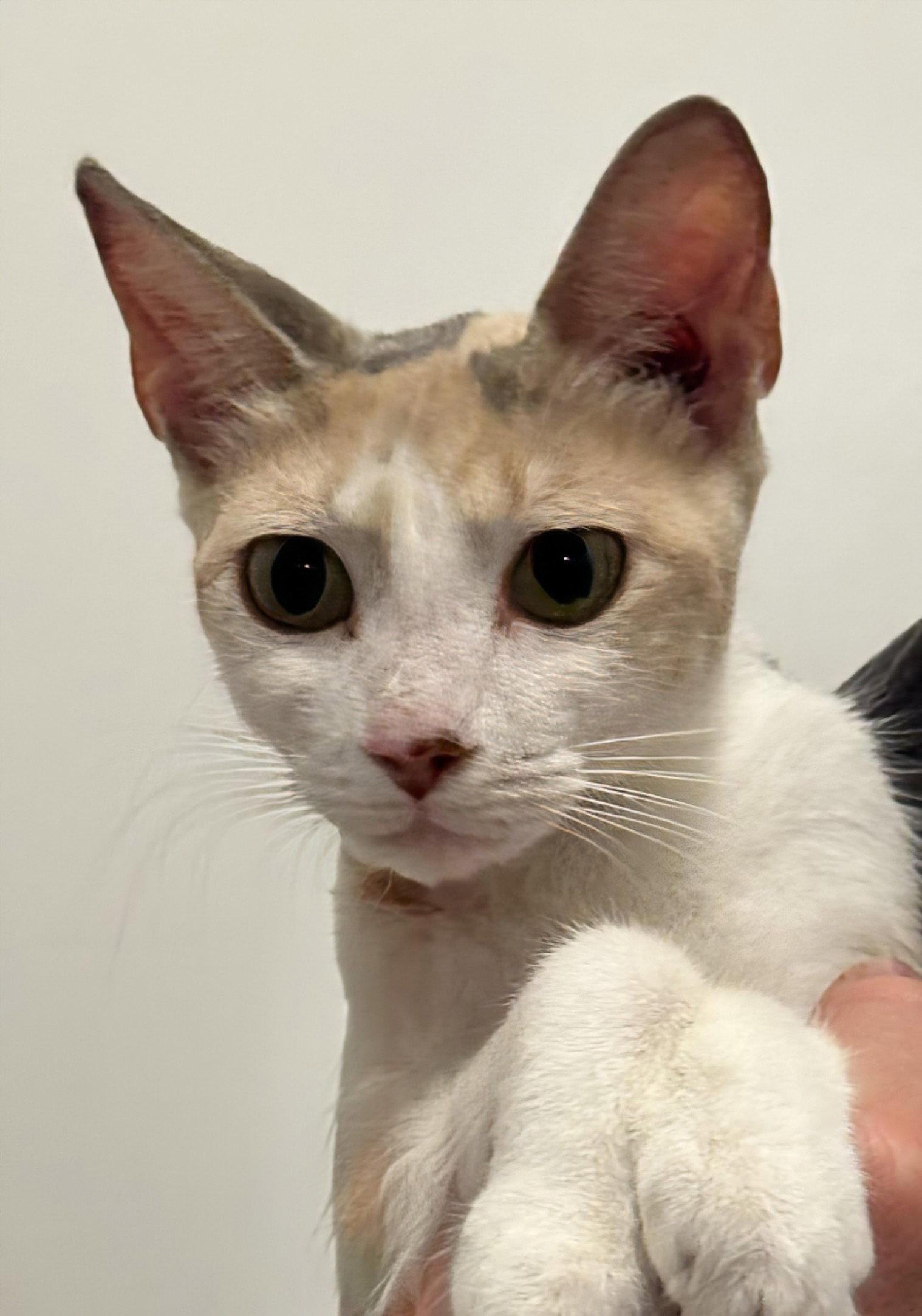 Amor 11.23.25, Adoptable, Adult Female Domestic Short Hair.