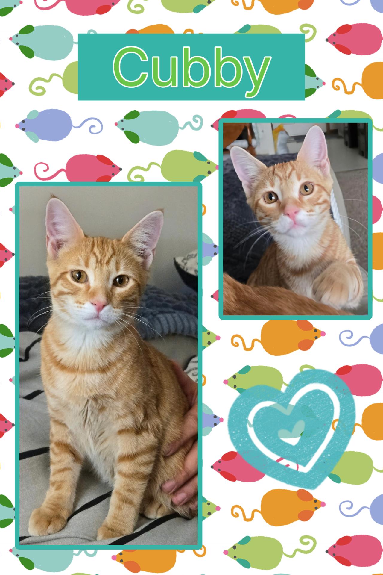 Enlarge Cubby, a Adoptable Domestic Short Hair in Kearney, NE image 1/2