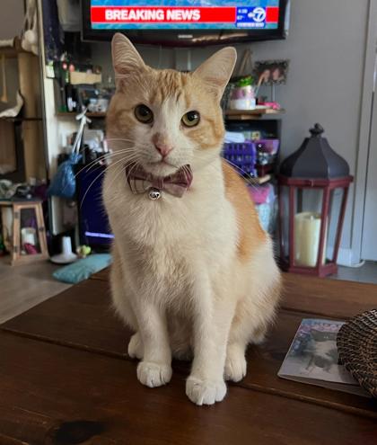 George, Adoptable, Senior Male Domestic Short Hair.