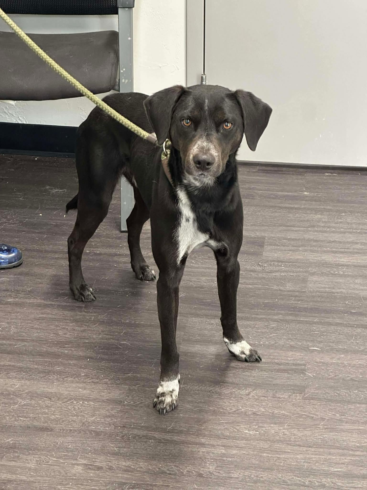 Enlarge Cash, a ADOPTABLE mixed breed in Riverside, IA image 2/2