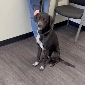 Enlarge Cash, a ADOPTABLE mixed breed in Riverside, IA image 1/2