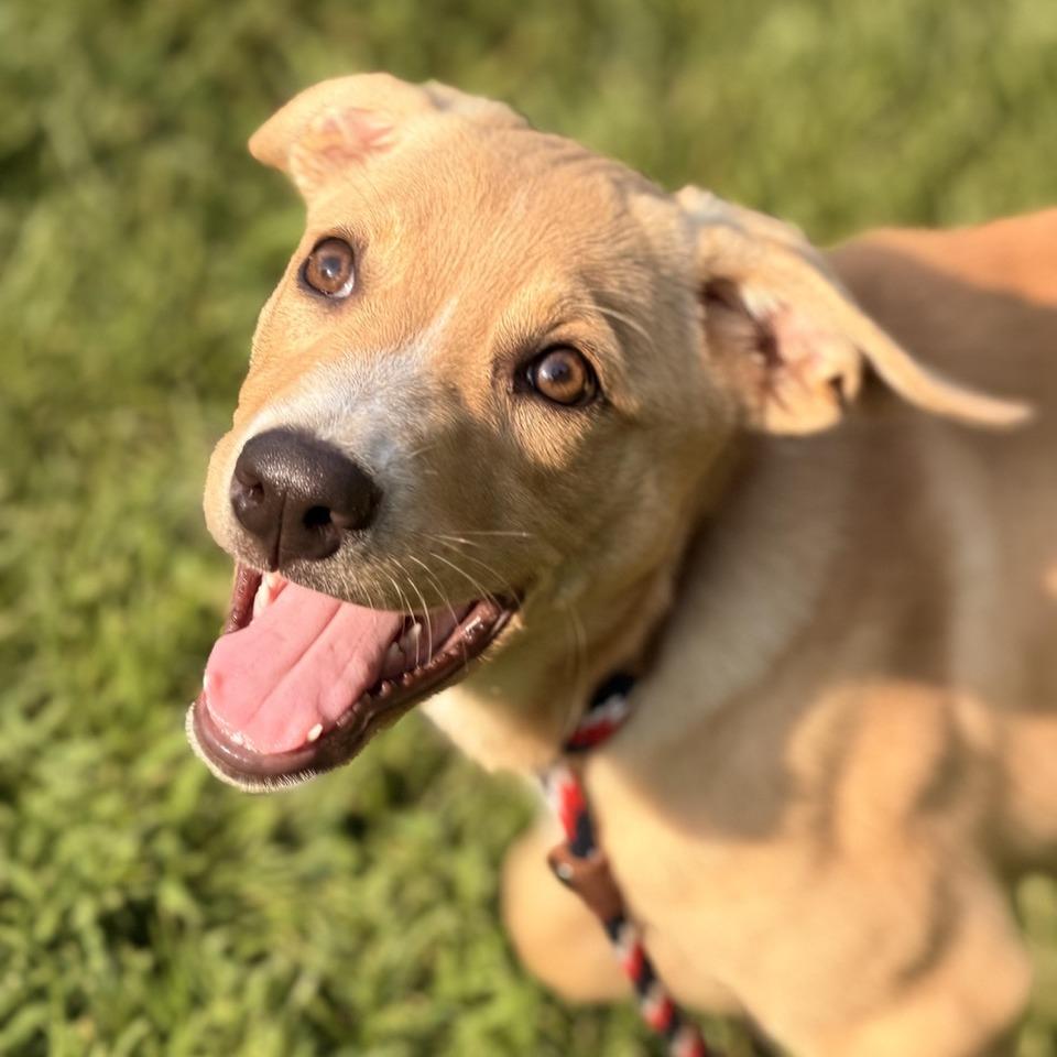 Esme, Adoptable, Puppy Female Shepherd & Labrador Retriever.