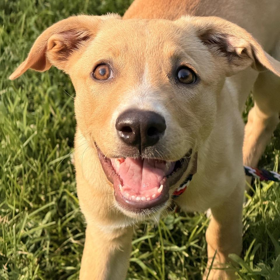 Esme, a Adoptable mixed breed in Sparta, NJ image 2/5