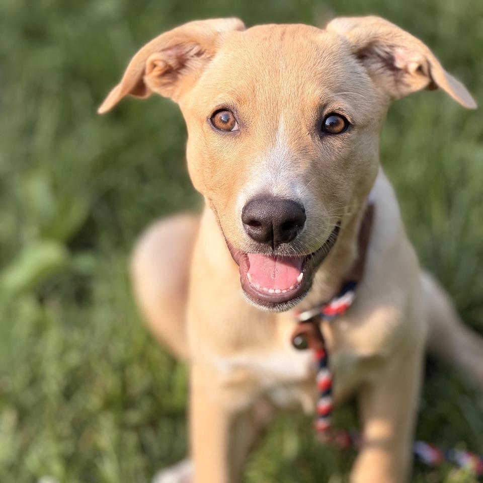 Esme, a Adoptable mixed breed in Sparta, NJ image 3/5