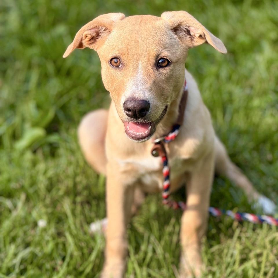 Esme, a Adoptable mixed breed in Sparta, NJ image 4/5