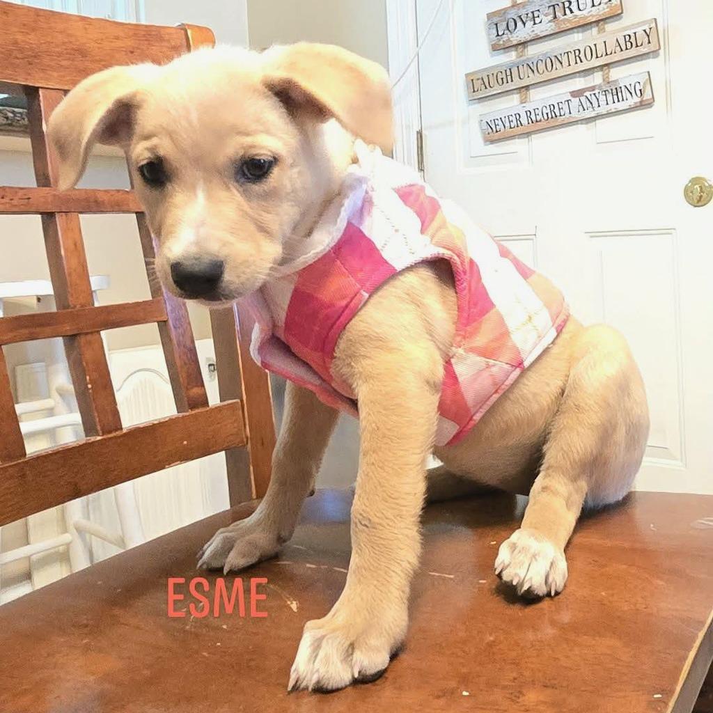 Esme, a Adoptable mixed breed in Sparta, NJ image 5/5